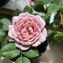 Charity Rose: Elegant and Beautiful Blooming Rose Gift