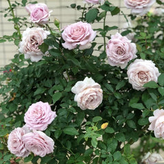 Charity Rose: Elegant and Beautiful Blooming Rose Gift