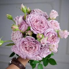 Charity Rose: Elegant and Beautiful Blooming Rose Gift