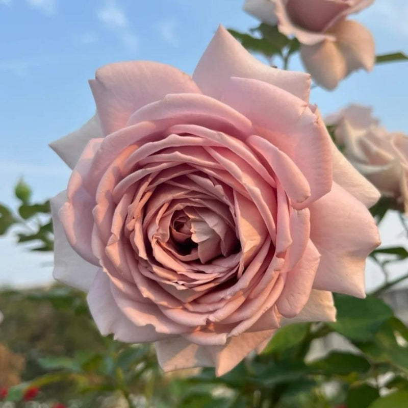 Charity Rose: Elegant and Beautiful Blooming Rose Gift