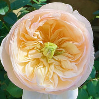 Charity Rose Plant | 慈善/昭君