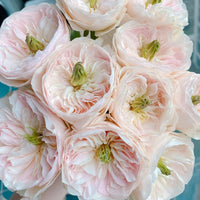 Charity Rose Plant | 慈善/昭君