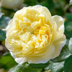 Charles Darwin Rose: Timeless Elegance and Easy Care