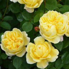 Charles Darwin Rose: Timeless Elegance and Easy Care