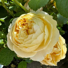 Charles Darwin Rose: Timeless Elegance and Easy Care