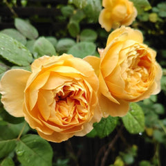 Charles Darwin Rose: Timeless Elegance and Easy Care