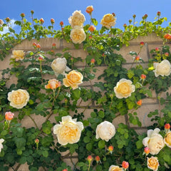 Charles Darwin Rose: Timeless Elegance and Easy Care