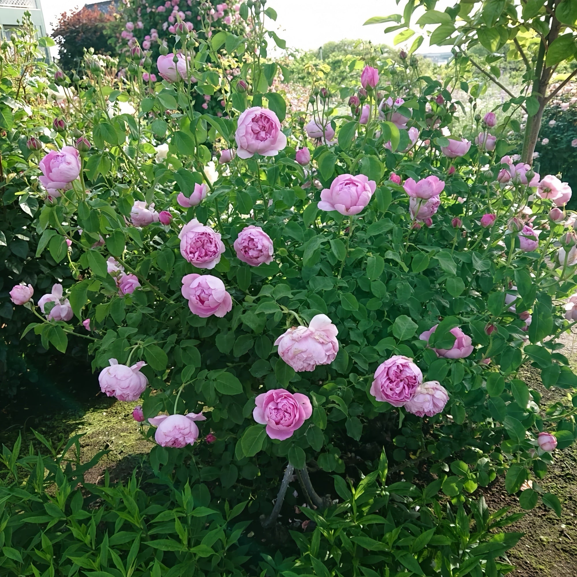 Machintosh Roses Charles Rennie Mackintosh Rose(David Austin)|麦金塔 – Rose_Explosion