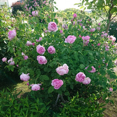CharlesRennieMackintoshRose