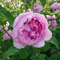 CharlesRennieMackintoshRose