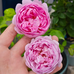 CharlesRennieMackintoshRose