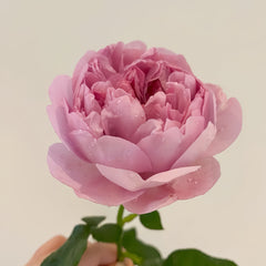 CharlesRennieMackintoshRose