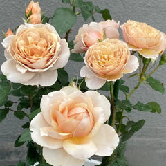 Charlotte Perriand Rose Plant - Stunning Blooming Rose for Gardens