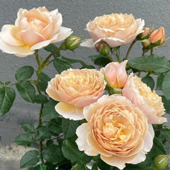 Charlotte Perriand Rose Plant - Stunning Blooming Rose for Gardens