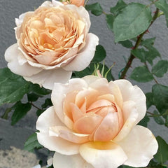 Charlotte Perriand Rose Plant - Stunning Blooming Rose for Gardens