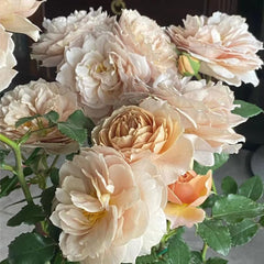 Charlotte Perriand Rose Plant - Stunning Blooming Rose for Gardens