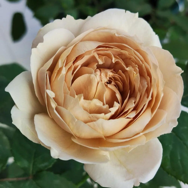 Charlotte Perriand Rose Plant - Stunning Blooming Rose for Gardens ...