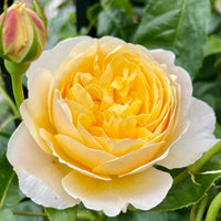 Charlotte Rose Plant (David Austin) | 夏洛特