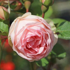 Charming Piano Rose: Beauty and Effortless Care