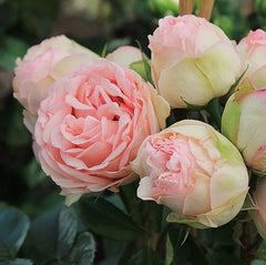 Charming Piano Rose: Beauty and Effortless Care