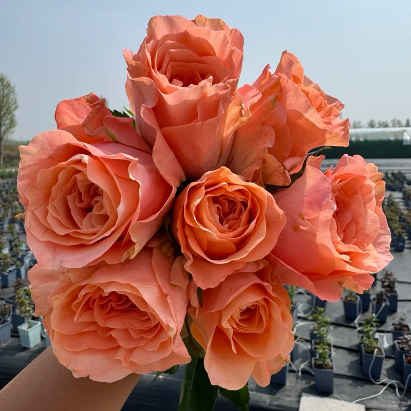 Charming Reeva Rose Plant