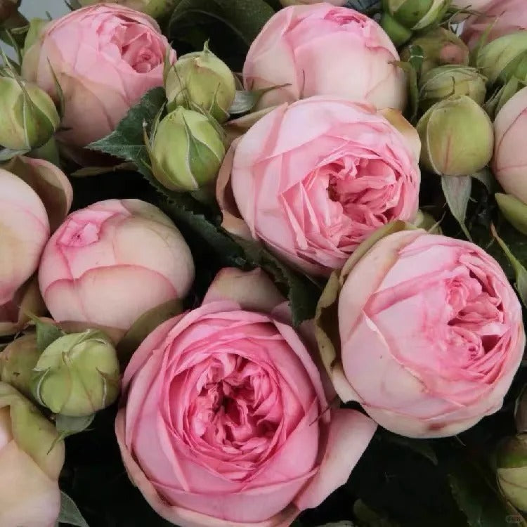 Charming Piano Rose: Beauty and Effortless Care