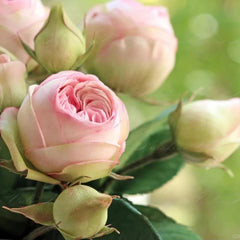 Charming Piano Rose: Beauty and Effortless Care