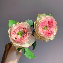 Charming corneile Rose Plant|迷人的康梅尔