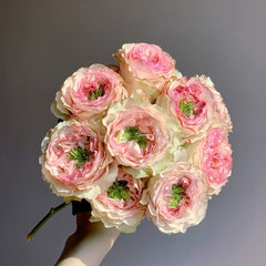 Charming corneile Rose Plant|迷人的康梅尔