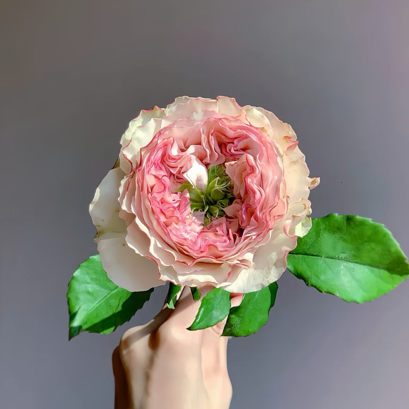 Charming corneile Rose Plant|迷人的康梅尔