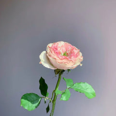 Charming corneile Rose Plant|迷人的康梅尔