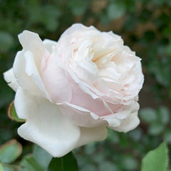 Cherry Antique Rose Plant – Timeless Beauty for Your Rose Garden