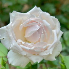 Cherry Antique Rose Plant – Timeless Beauty for Your Rose Garden