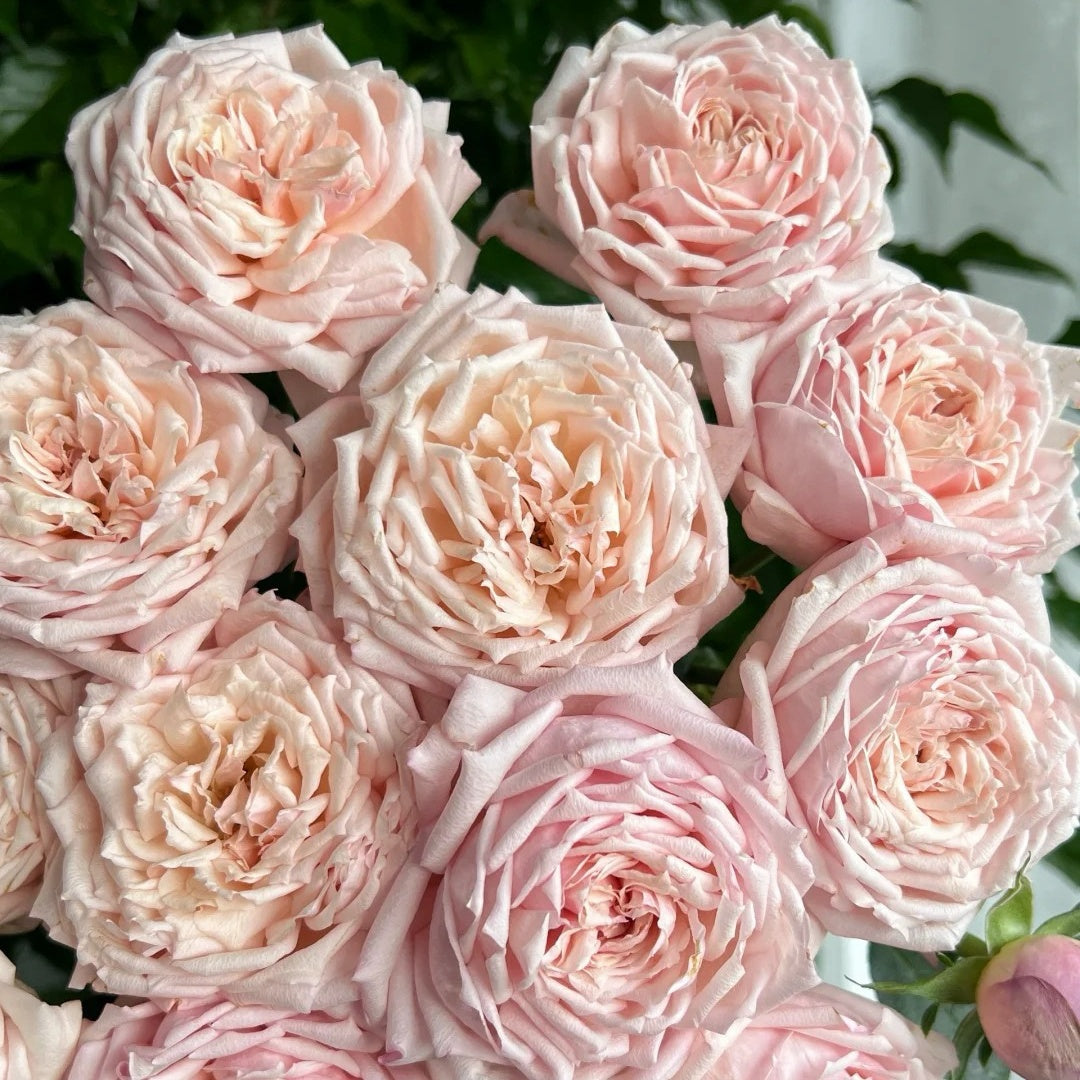 Anatique Roses Cherry Antique Rose Plant – Timeless Beauty for Your Rose Garden – Rose ...