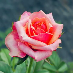 Cherry Brandy Rose Plant