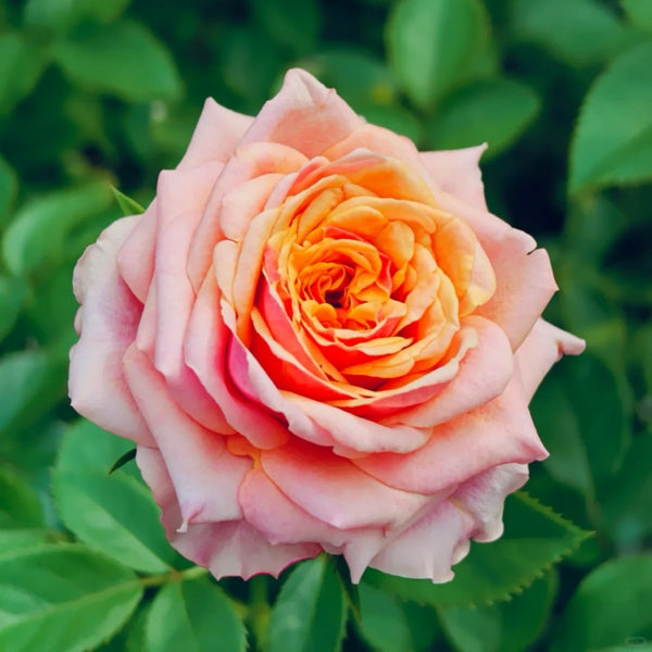 Cherry Brandy Rose Plant