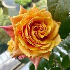 Cherry Brandy Rose Plant