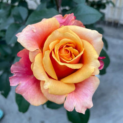 Cherry Brandy Rose Plant