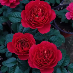 Cherry Juicy Terrazza Rose Plant - Vibrant Blooming Rose for Gardens