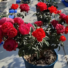 Cherry Juicy Terrazza Rose Plant - Vibrant Blooming Rose for Gardens