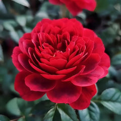 Cherry Juicy Terrazza Rose Plant - Vibrant Blooming Rose for Gardens