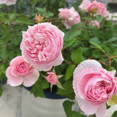 Cheryl Rose Plant