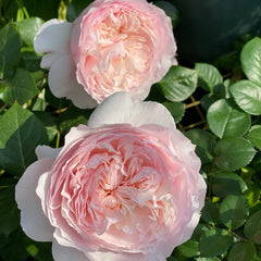 Cheryl Rose Plant
