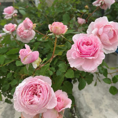 Cheryl Rose Plant