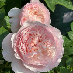Cheryl Rose Plant