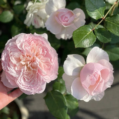 Cheryl Rose Plant