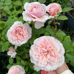 Cheryl Rose Plant
