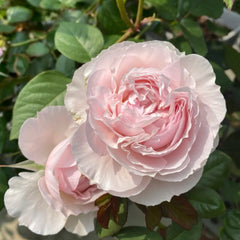Cheryl Rose Plant