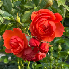 Chi Yan Rose Plant|炽焱