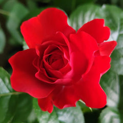 Chica Veranda Rose
